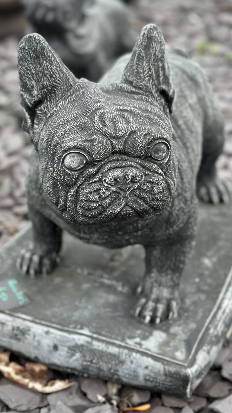 French Bull Dog 