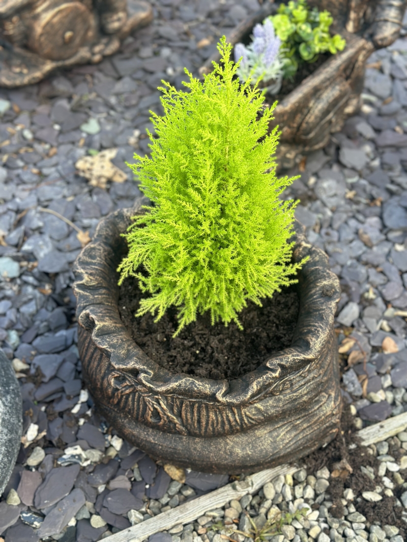 Money Sack Planter 