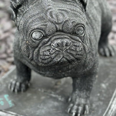 French Bull Dog 