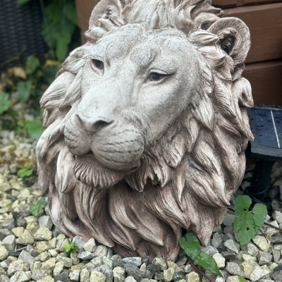 Lion Head 