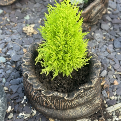 Money Sack Planter 